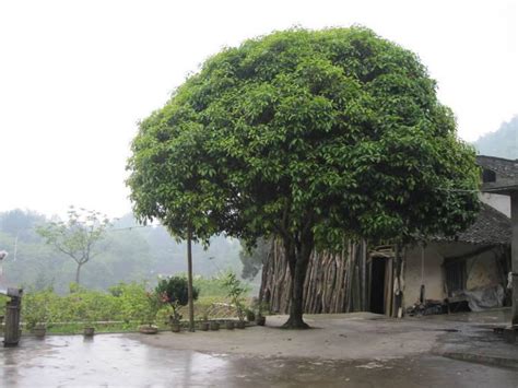 门前树风水|门前禁忌种的五种树 – 有何化解方法